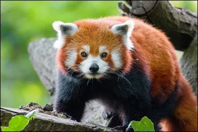 Pour commencer, quel est le nom latin du panda roux ?