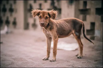 Quel est ton animal préféré ?