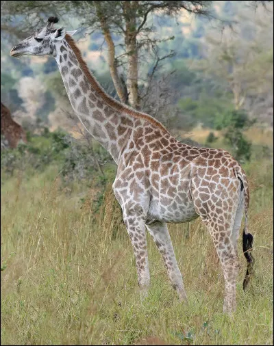 Quel est cet animal ?