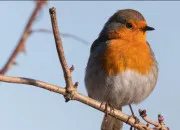 Quiz Les oiseaux de mon jardin