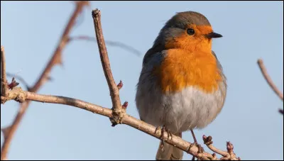 Quel est le nom de cet oiseau ? 
Solitaire de nos jardins, il aime se percher sur le manche du râteau du jardinier.