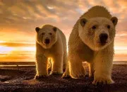 Quiz L'ours blanc