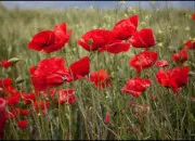 Quiz Fleurs rouges