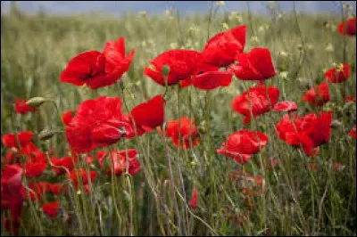 Comment se nomment ces fleurs rouges que l'on trouve dans les champs ?