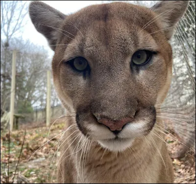 Il vit aussi bien dans la jungle que dans la montagne !