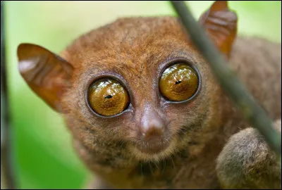 Voici un petit primate d'Asie du Sud-Est connu pour ses yeux énormes, ou Gilbert dans ''Les As de la jungle'' ! Quel est le nom de cet animal ?