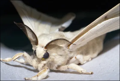 Quelle est la première chose qui vous vient à l'esprit en voyant cette créature ? Un mouton, un chien, un dragon ? Alors, en réalité, qu'est-ce que c'est ?