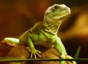 Quiz Quelques reptiles