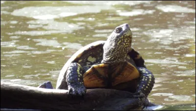 Voici une tortue boîte.