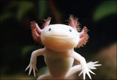 Trop mignon ! Voici l'axolotl, petit amphibien rose de 20 centimètres environ. Les images que vous voyez souvent montrent des spécimens à l'état larvaire. Ils sont en réalité plus gros et gris foncé. Cet étrange petit animal est endémique d'une petite région, Xochimilco...