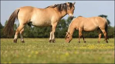 Quelle est la bonne orthographe de cette race de cheval originaire de la baie de Somme ?