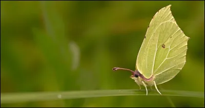 Vol du Papillon est-elle une femelle ?