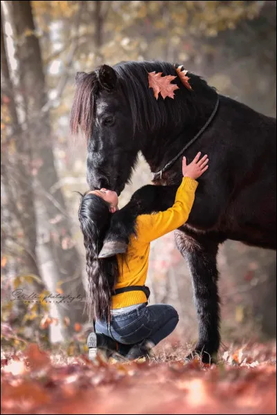 Où peut vivre un cheval ?