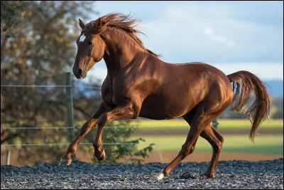 Pour commencer, pour toi qu'est-ce qu'un cheval ?