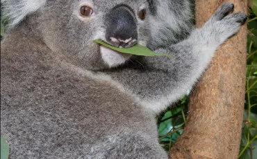 Quiz Animaux