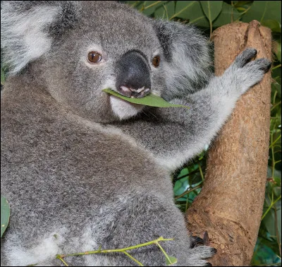 Un koala vit en :