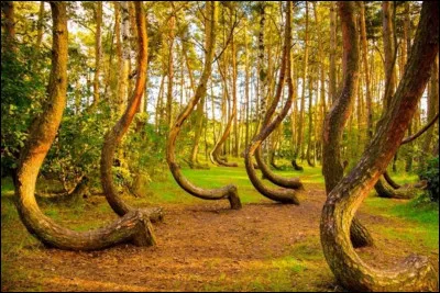 Cette forêt se situe près de la ville de Gryfino. Elle a la particularité de présenter plusieurs centaines de pins de forme tordue. Les théories sur leur forme penchent plutôt vers une origine humaine, mais rien n'est sûr. Dans quel pays se situe cette forêt ?