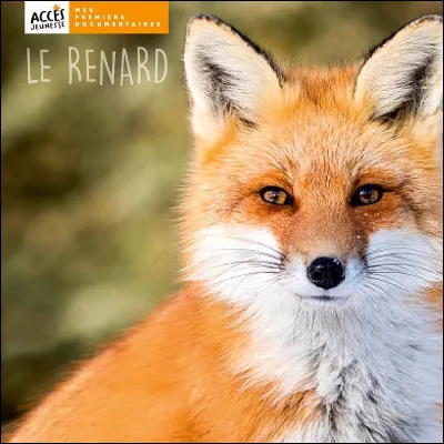 Combien de temps peut vivre un renard ?