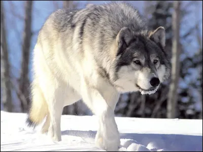 Pour commencer, quel est le nom latin du loup ?