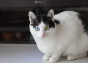 Test Lequel de ces chats es-tu ?