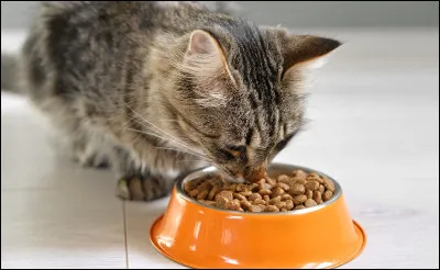 Pour ce test, mets-toi dans la peau dun chat. 
Que préfères-tu manger ?