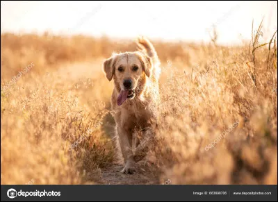 Dans cette aventure tu t'appelles Leyla et tu as 14 ans.
Tu viens de finir tes cours, on est vendredi et tu croises un chien avec un collier aussi éclatant que le soleil et il te demande de le suivre, acceptes-tu ?