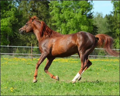 Le cheval est un...