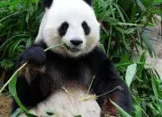 Quiz Quiz spcial sur les pandas