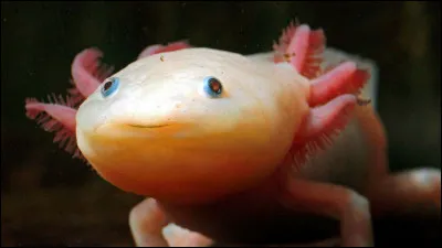 Axolotl : quelle est la seule info que l'axolotl n'a pas.