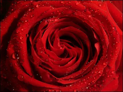 Pour commencer la rose (fleur) de couleur rouge est le symbole de :