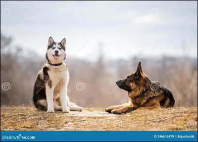 Quelle est en moyenne la taille du Husky sibérien ?