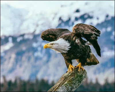 Vrai ou faux ? : Le pygargue à tête blanche est un symbole des États-Unis.