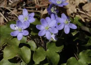 Quiz Les fleurs sauvages en Provence