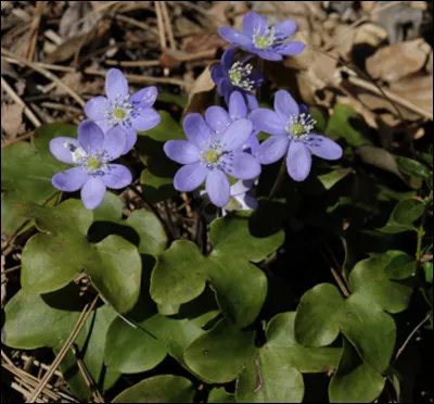 Quelle est cette fleur ?