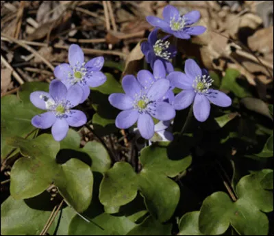 Quelle est cette fleur ?