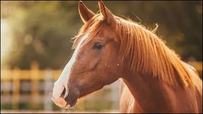 Quel est cet animal ?