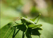 Quiz La longvit de nos amis les animaux