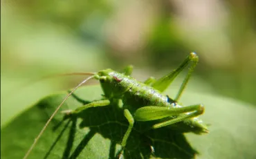 Quiz Animaux