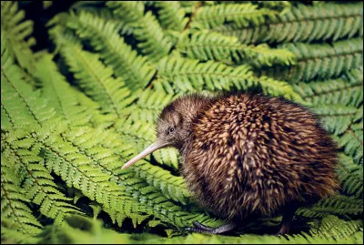 Le nom d'un oiseau est l'homonyme d'un fruit qui peut se manger avec une cuillère. Quel est ce fruit ?