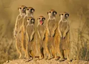 Quiz Les suricates