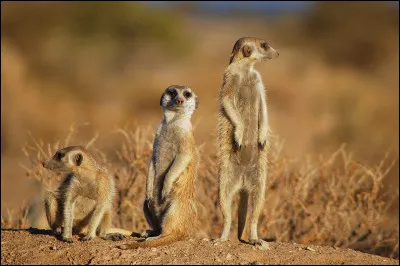 Les suricates vivent en meutes.