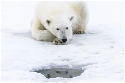 Quelle est la durée de vie d'un ours polaire ?