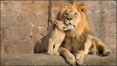 Quelle est la longueur du du lion, le mâle ? En mètre...