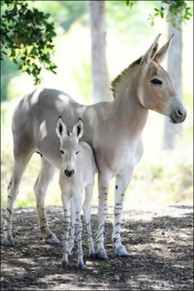 La mule est produite par l'accouplement de l'âne et de la jument.