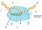 Quiz Structure de l'ARN polymrase