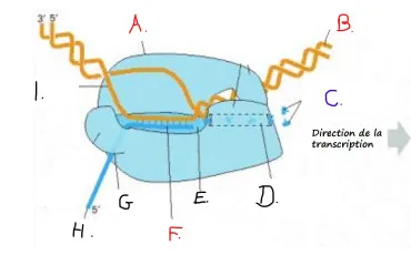 Quiz Sciences