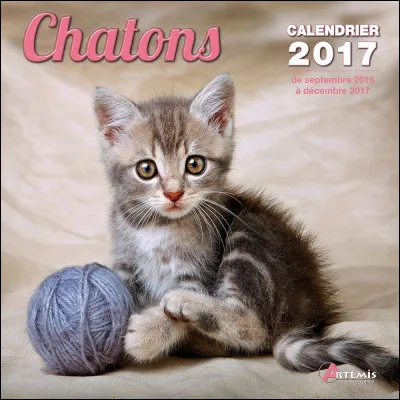 Première question : le chat est un :