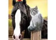 Test Es-tu un chat ou cheval ?