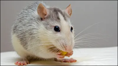 Tu es un chaton nommé Petit Rat.
Ce nom te plaît-il ?