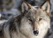 Quiz Quiz sur les loups